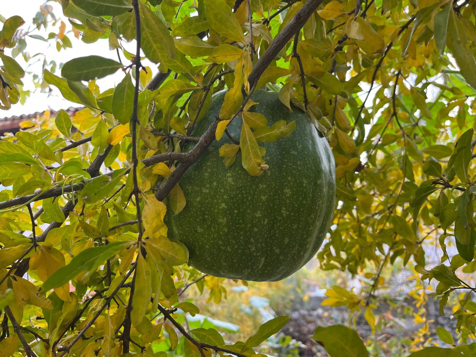 Buldan'daki manzara görenleri şaşırttı-.1-1