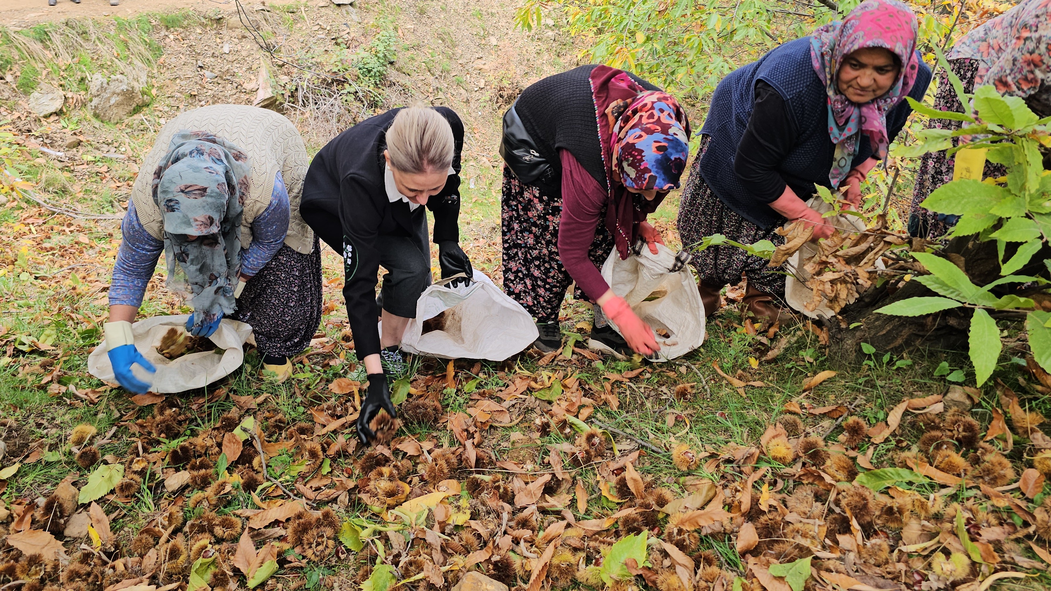 Kestane Hasadı (3)-1