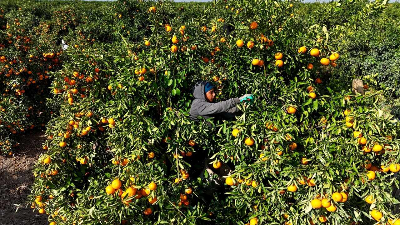 Mandalinanın Tarlada Fiyatı 3 Tl'ye Kadar Geriledi 1 (1)