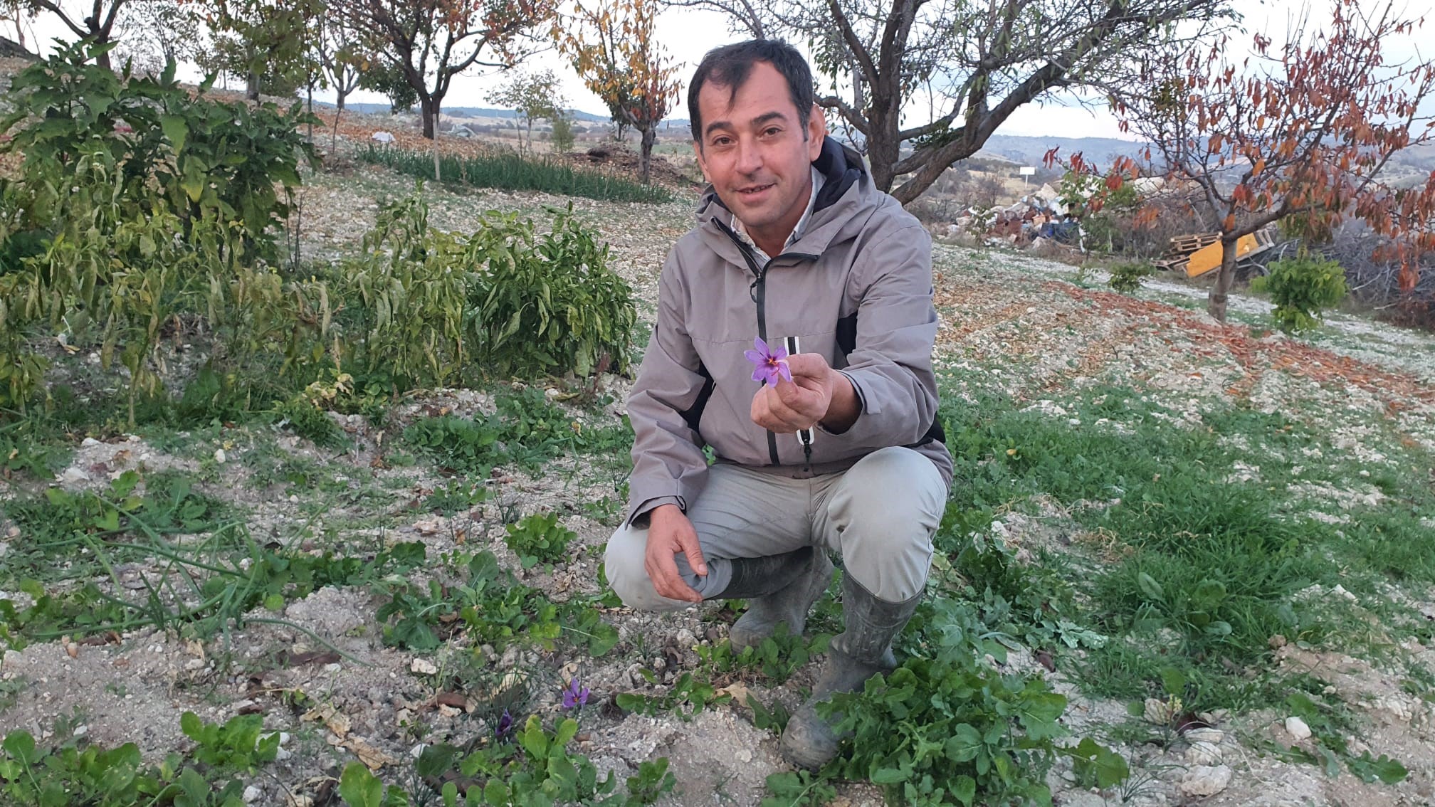 Safran Çiçeği (1)