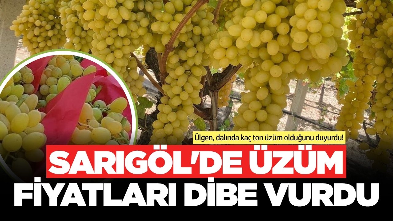 Sarıgöl'de üzüm üreticileri zor günler yaşıyor!