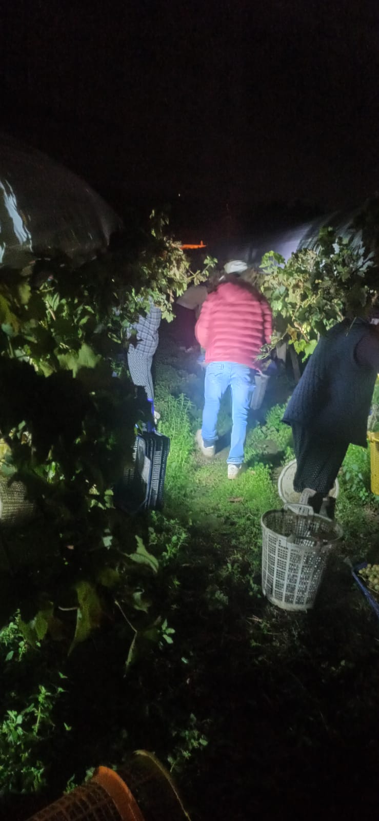 Sarıgöl üzüm kesimi