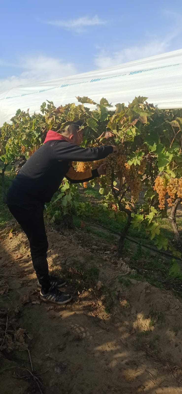 Sarıgöl üzüm kesimi-1