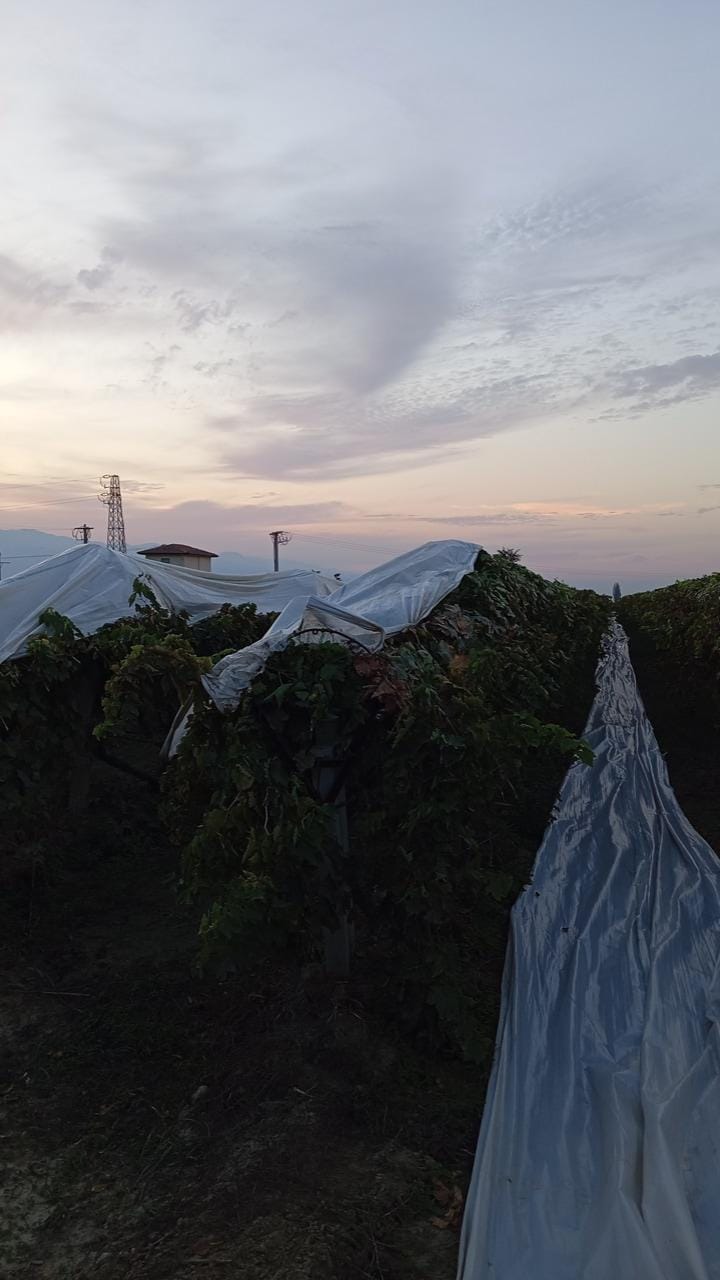 Whatsapp Image 2025 11 03 At 14.39.34 (2)