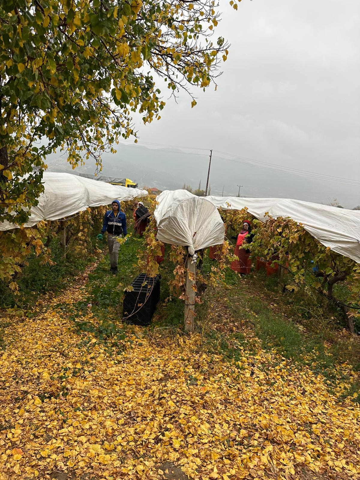 Whatsapp Image 2025 11 29 At 15.07.56 (3)