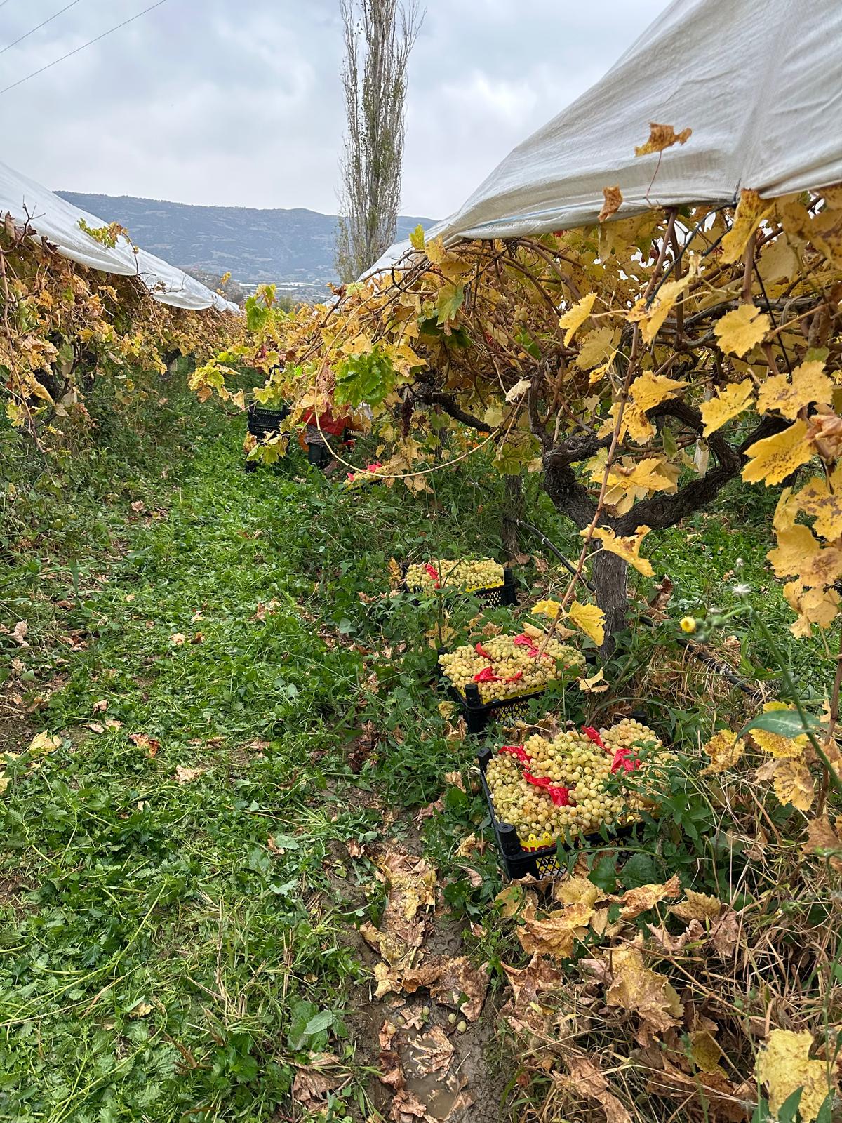 Whatsapp Image 2025 11 29 At 15.07.56