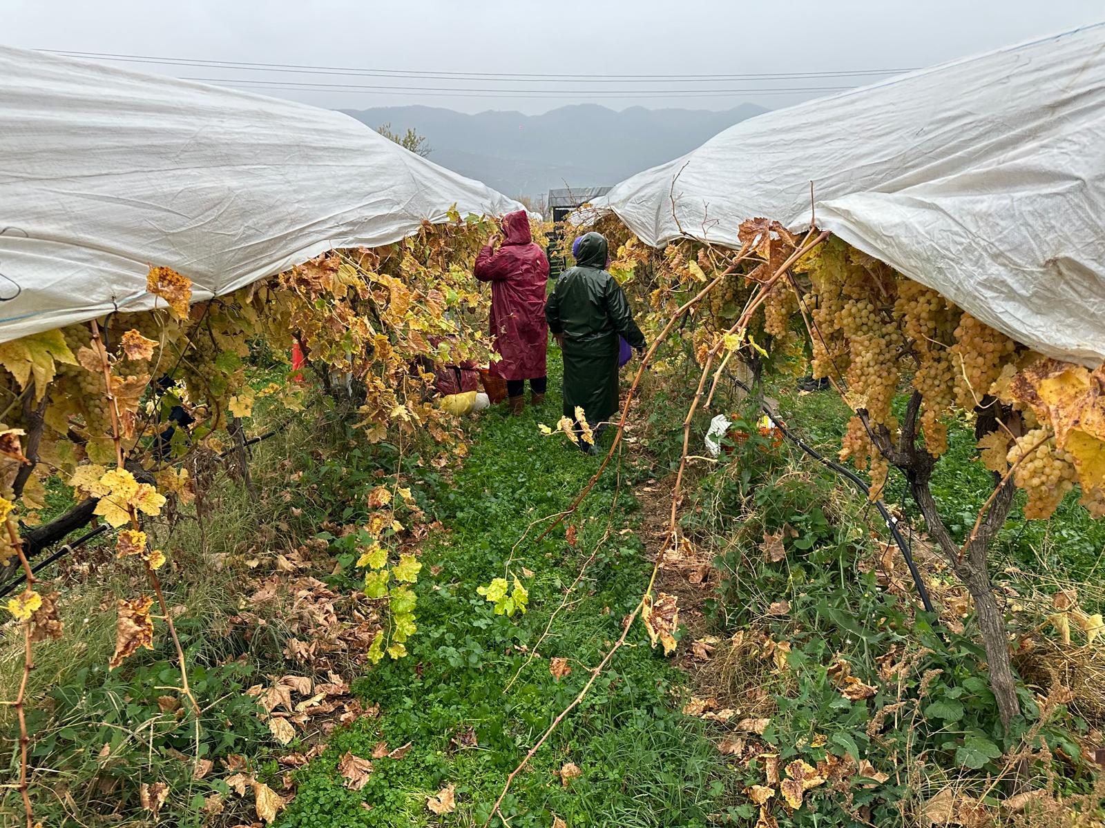 Whatsapp Image 2025 11 29 At 15.07.58 (2)