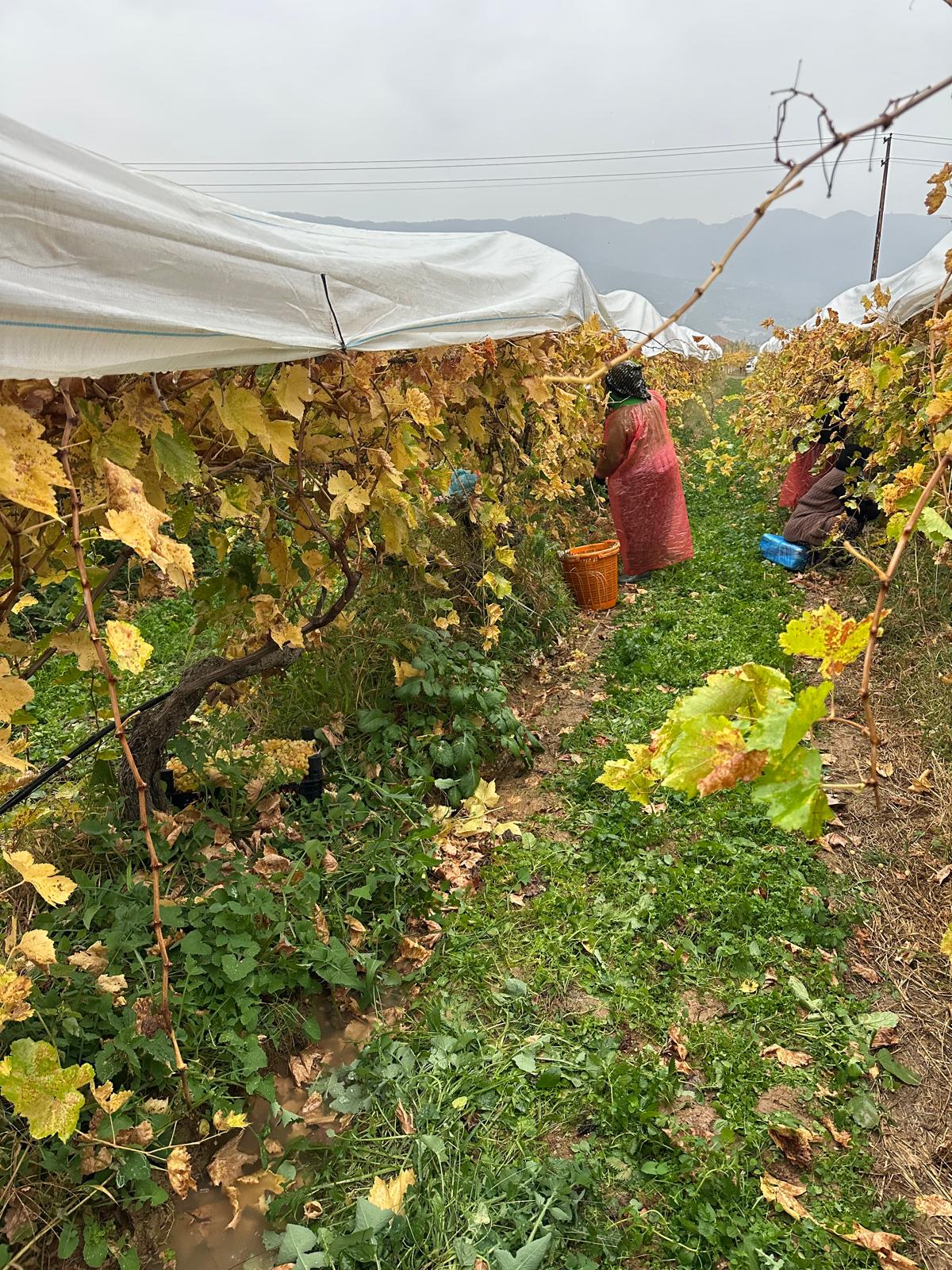 Whatsapp Image 2025 11 29 At 15.07.58 (3)