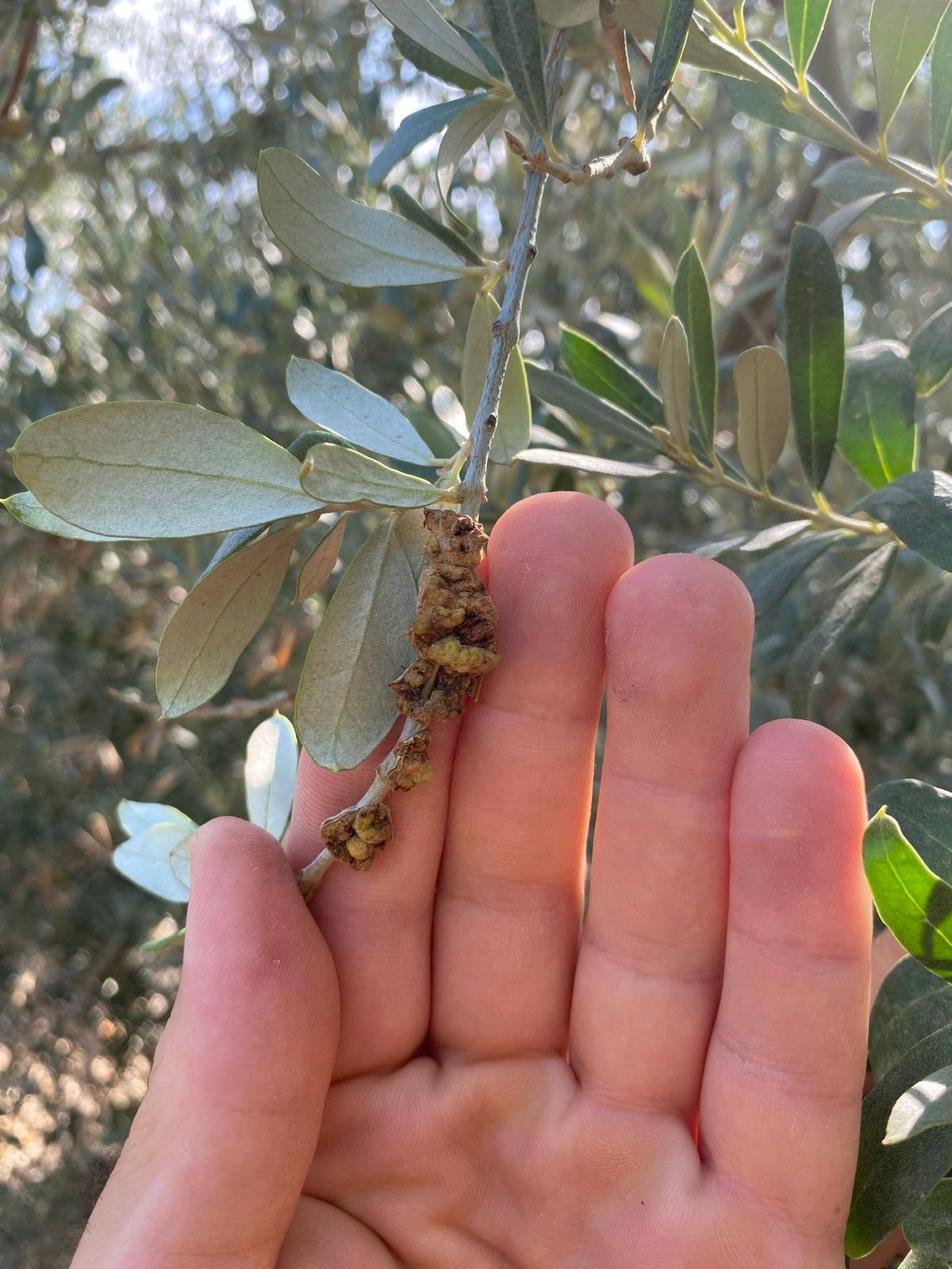 Zeytin Üretici (1)
