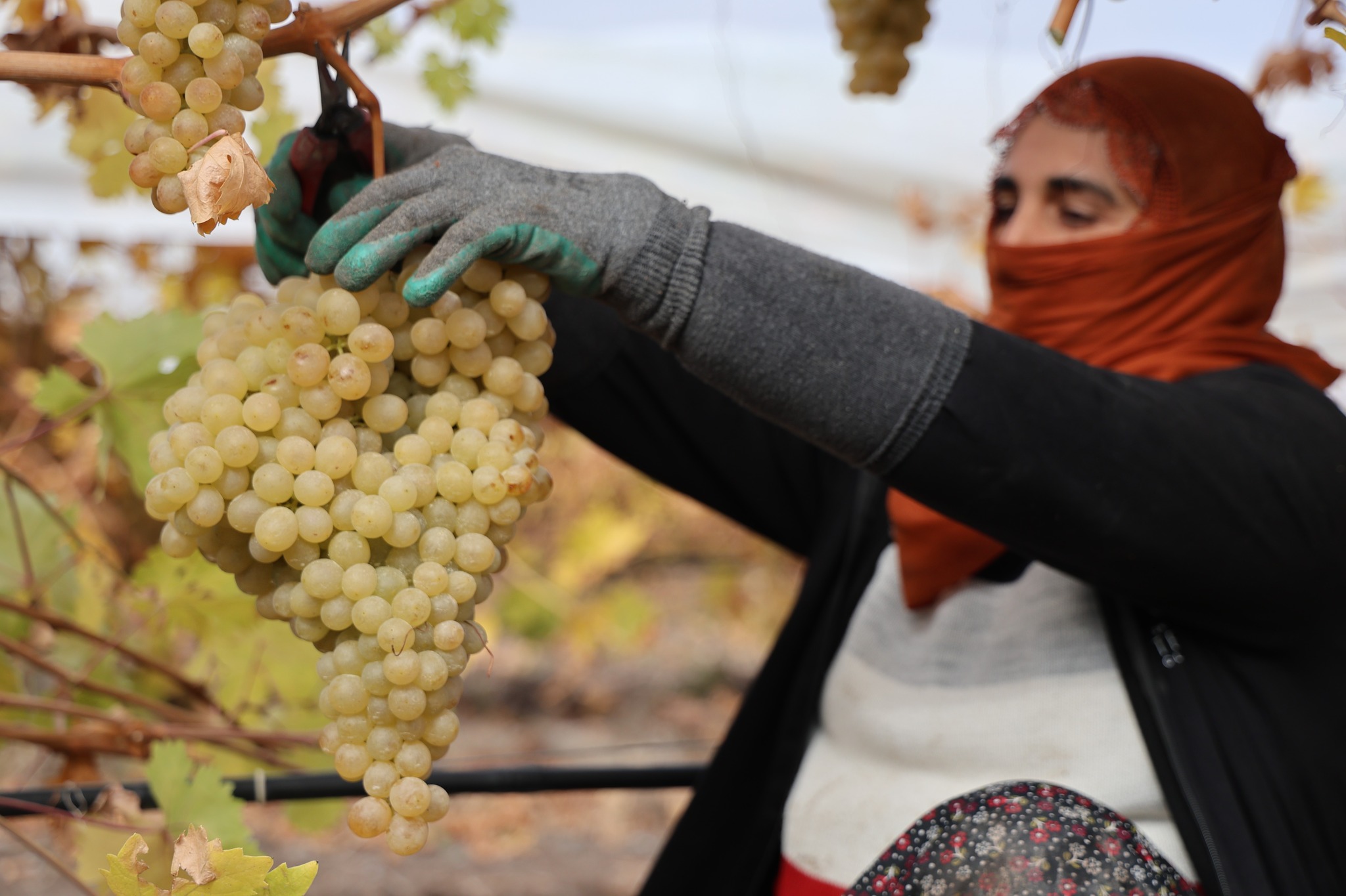 589303739 1398659738936148 246481719705579183 N