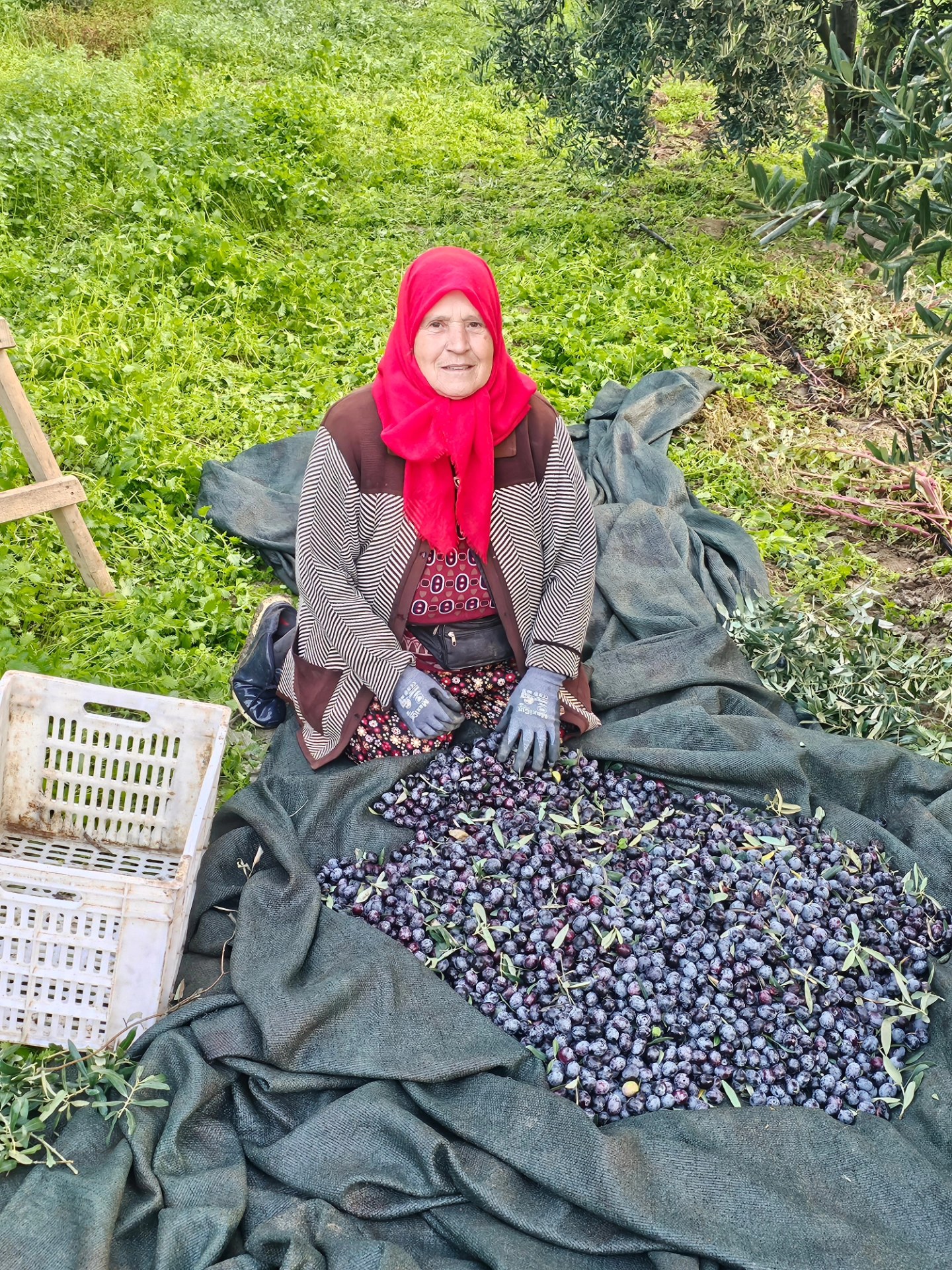 589574032 26110119225257475 4230833962561212098 N