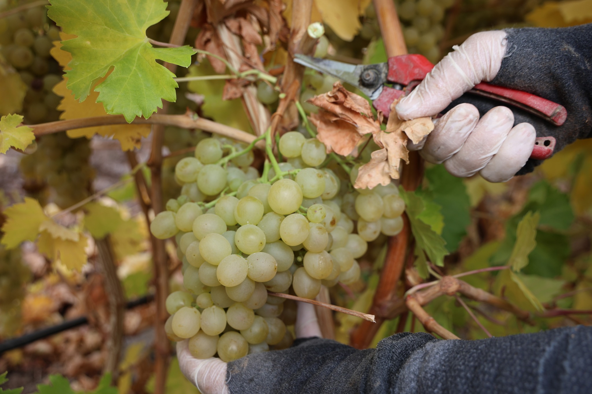 589737384 1398659782269477 1341461541555330845 N