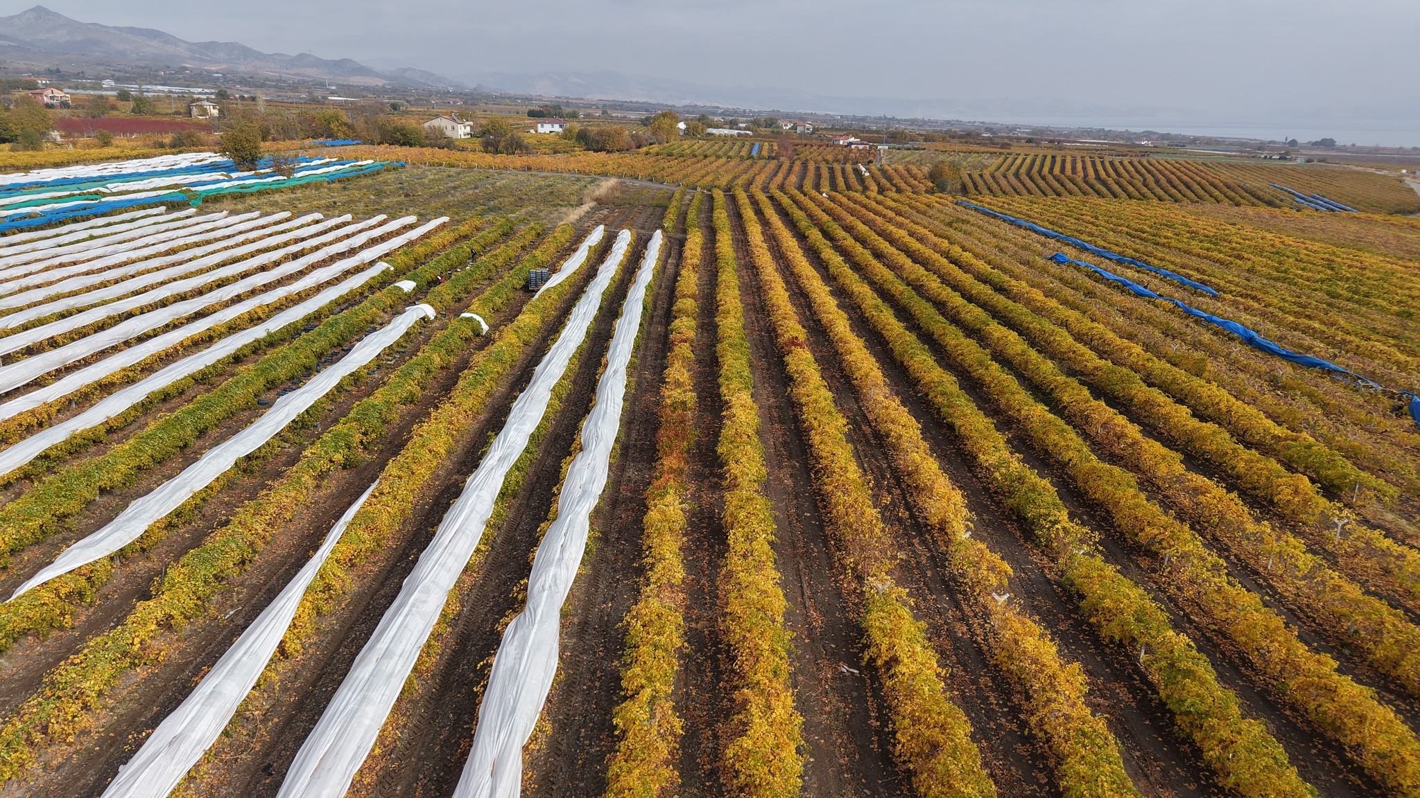 590083011 1398659838936138 7644352613678671998 N