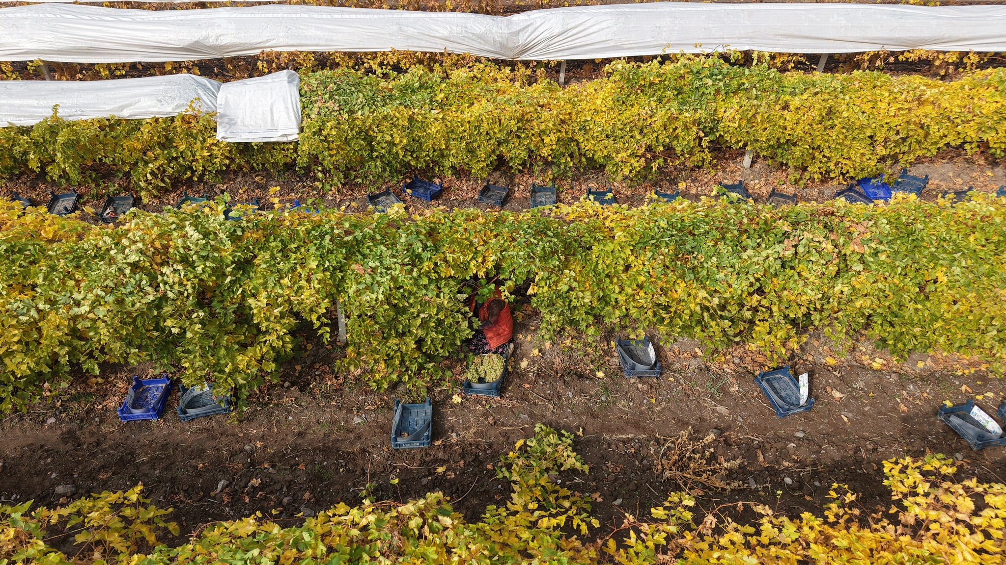 590143611 1398659872269468 7469540889716534613 N