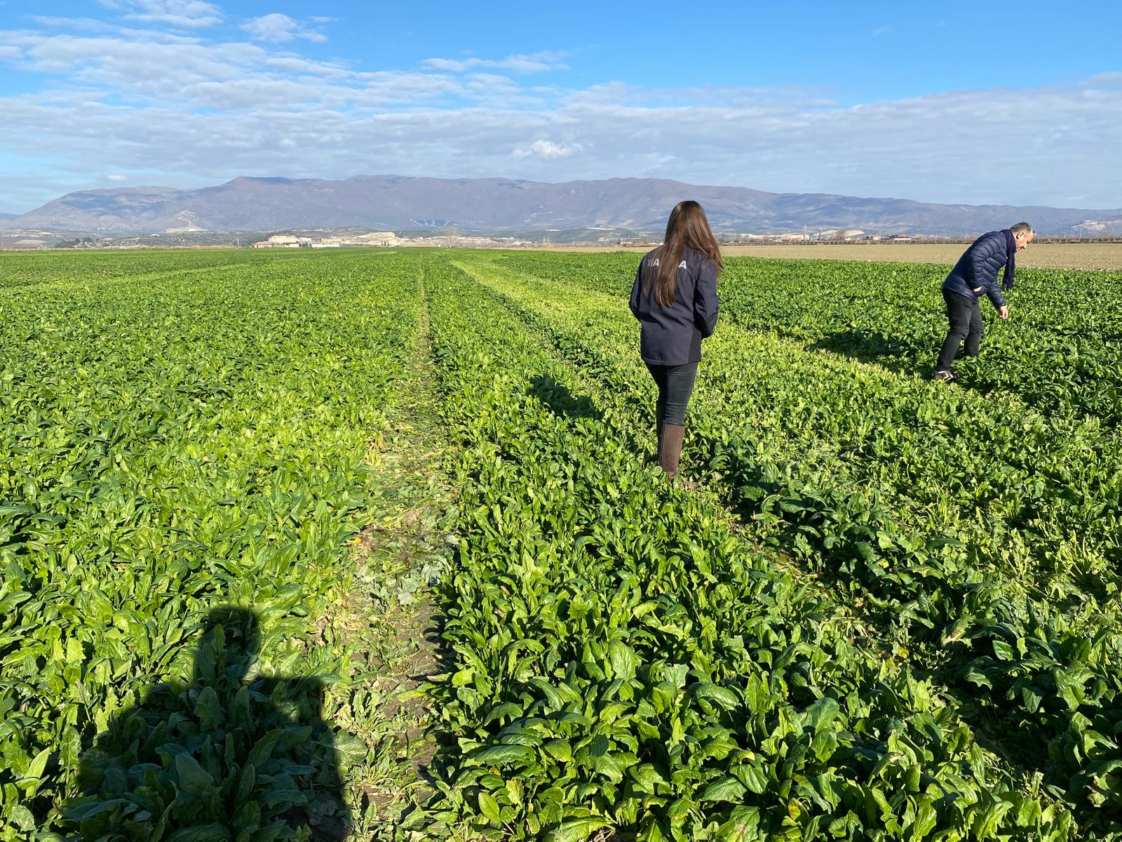 Salihli tarım alanlarında sıkı denetim!-.1.
