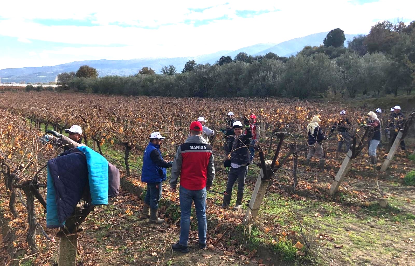 Sarıgöl'de budakçılara bağda uygulamalı eğitim-.4.1