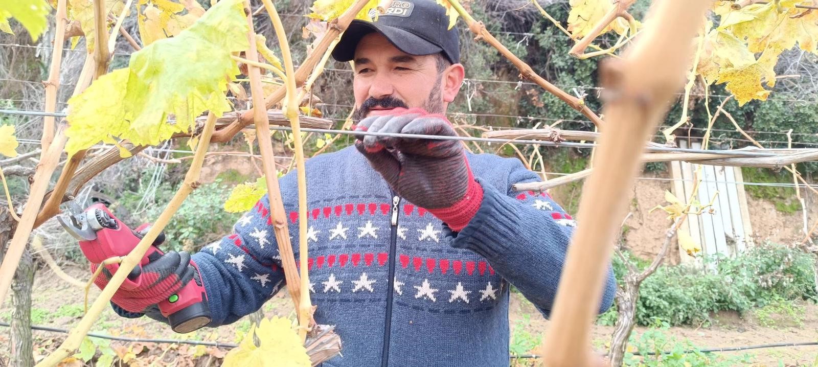 Sarıgöl budama işlemi-.2