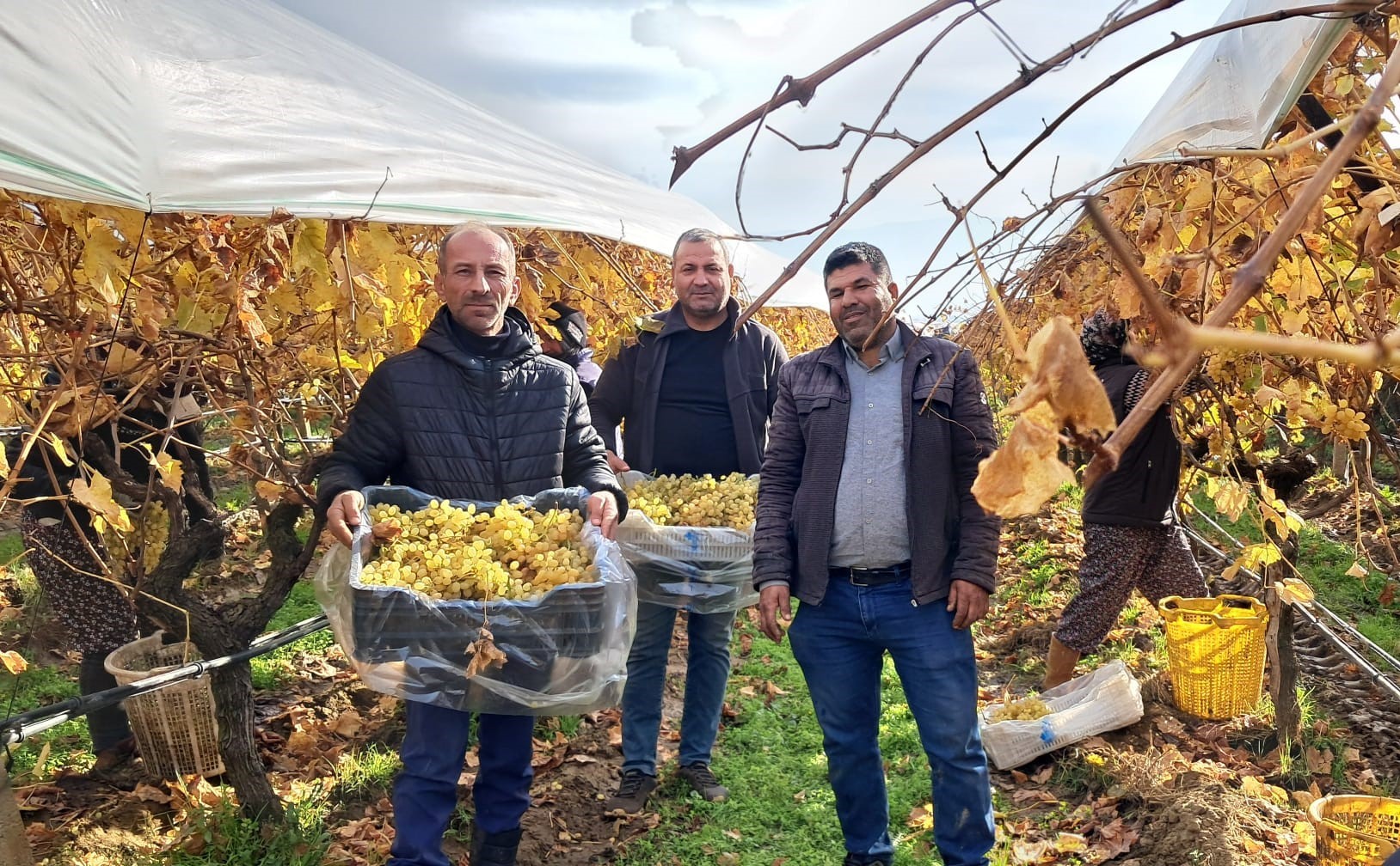 Sarıgöl üzüm hasadı-.1