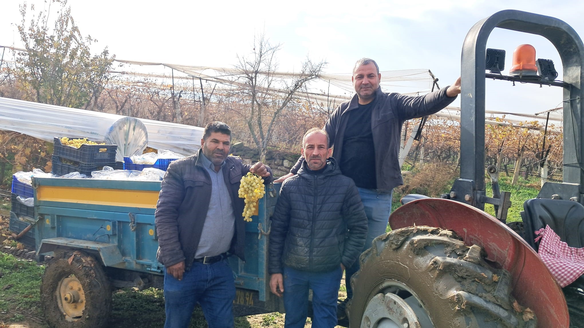 sarıgöl üzüm hasadı-.3