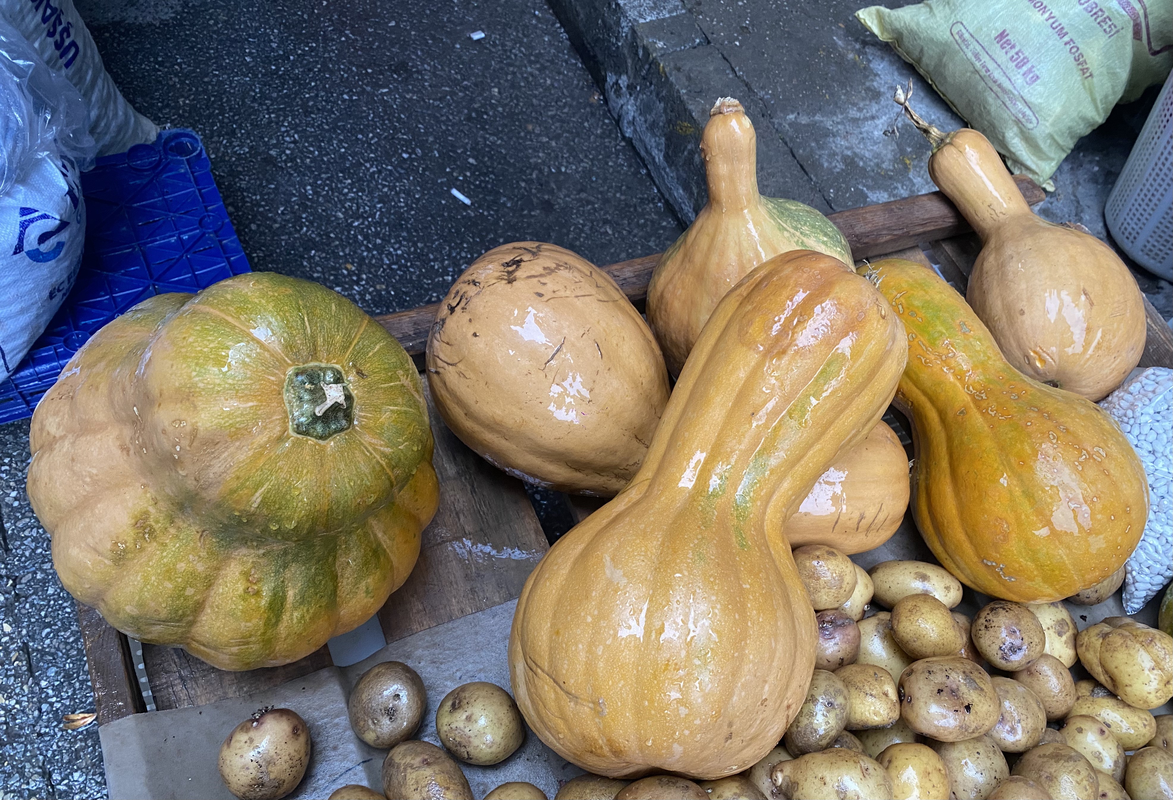 Alaşehir'de bal kabağı sezonu açıldı-.2.1