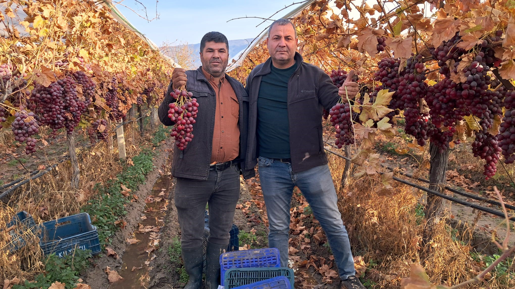 Sarıgöl Red Globe üzüm-.1