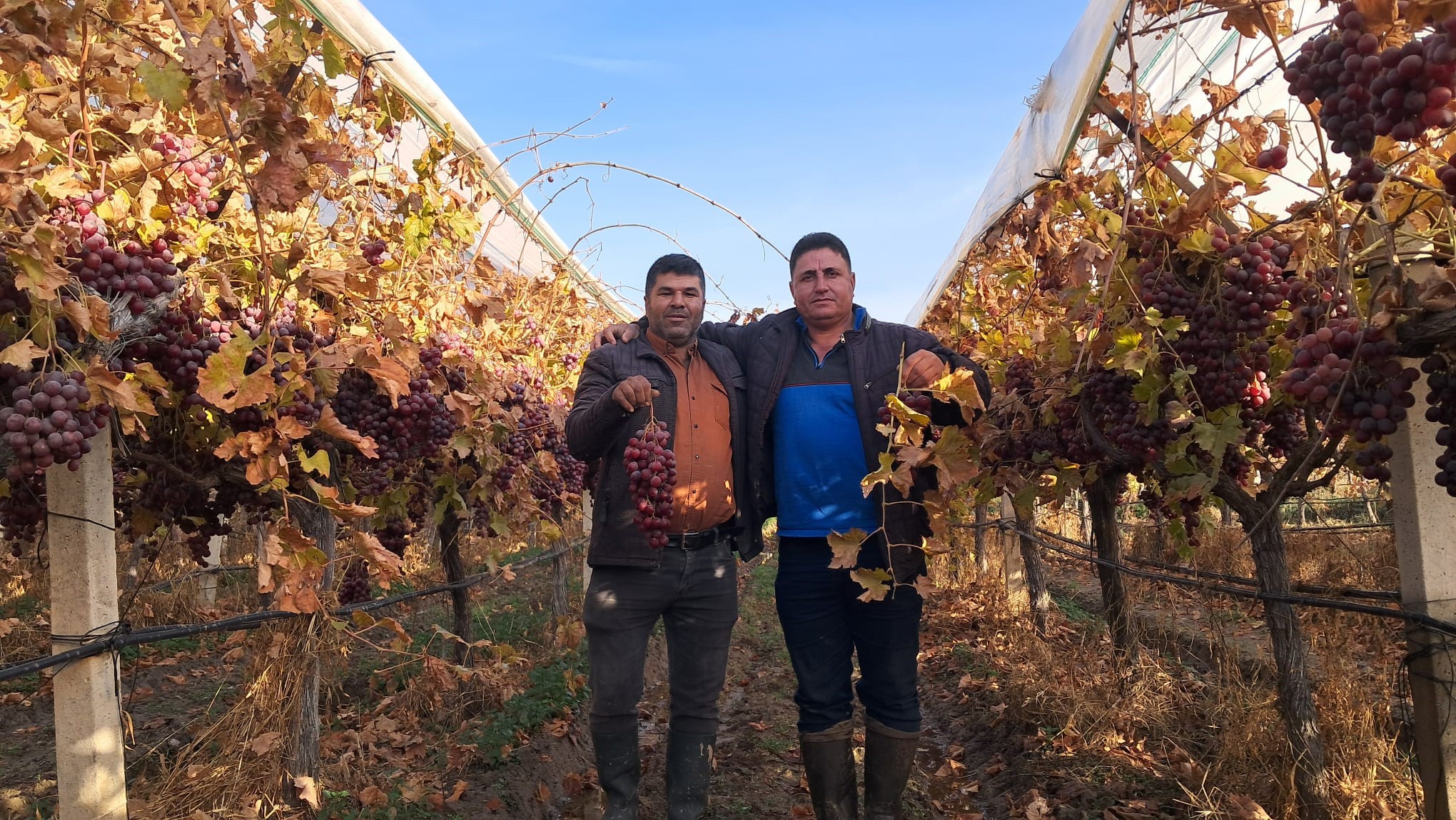 Saıgöl Red Globe Üzüm-.2.1