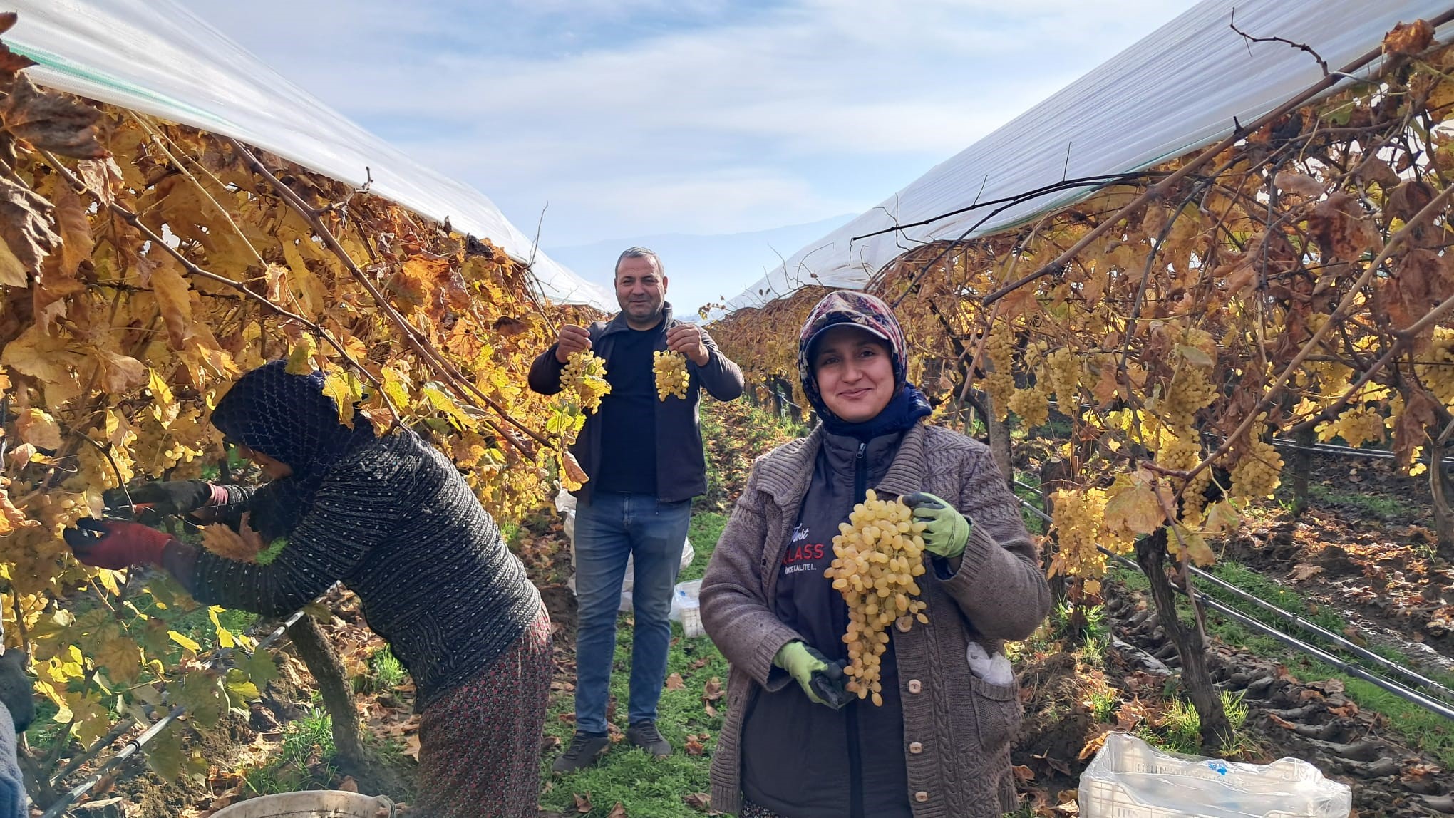 sarıgöl üzüm hasadı-2