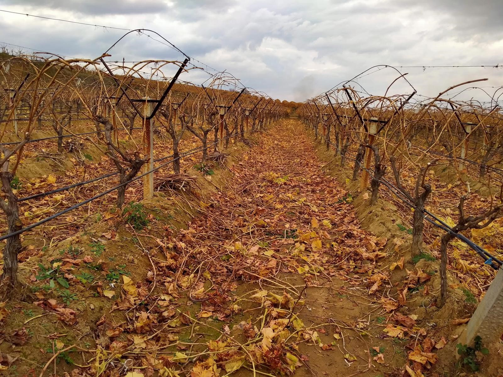 Sarıgöl'de ' çoban üzümü' geleneği bu yıl da devam ediyor-.1