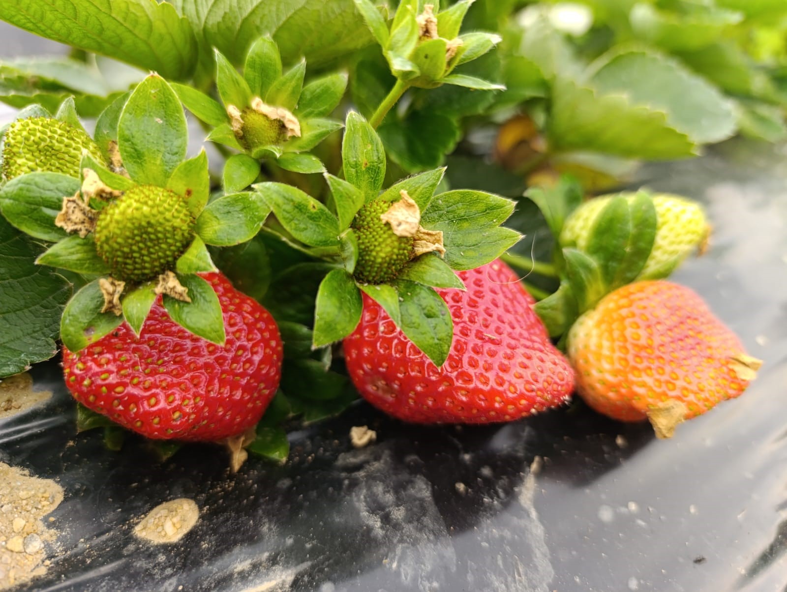 Manisa'nın Köprübaşı Ilçesinde Dört Mevsim Devam Eden Çilek Üretimi, Aralık Ayında Da Yoğun Talep Görüyor. (1)