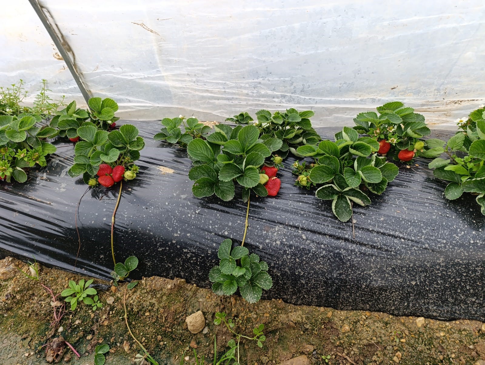 Manisa'nın Köprübaşı Ilçesinde Dört Mevsim Devam Eden Çilek Üretimi, Aralık Ayında Da Yoğun Talep Görüyor. (3)