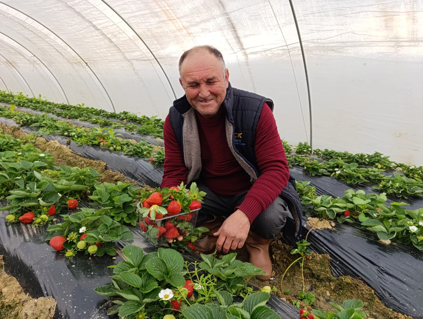 Manisa'nın Köprübaşı Ilçesinde Dört Mevsim Devam Eden Çilek Üretimi, Aralık Ayında Da Yoğun Talep Görüyor. (4)
