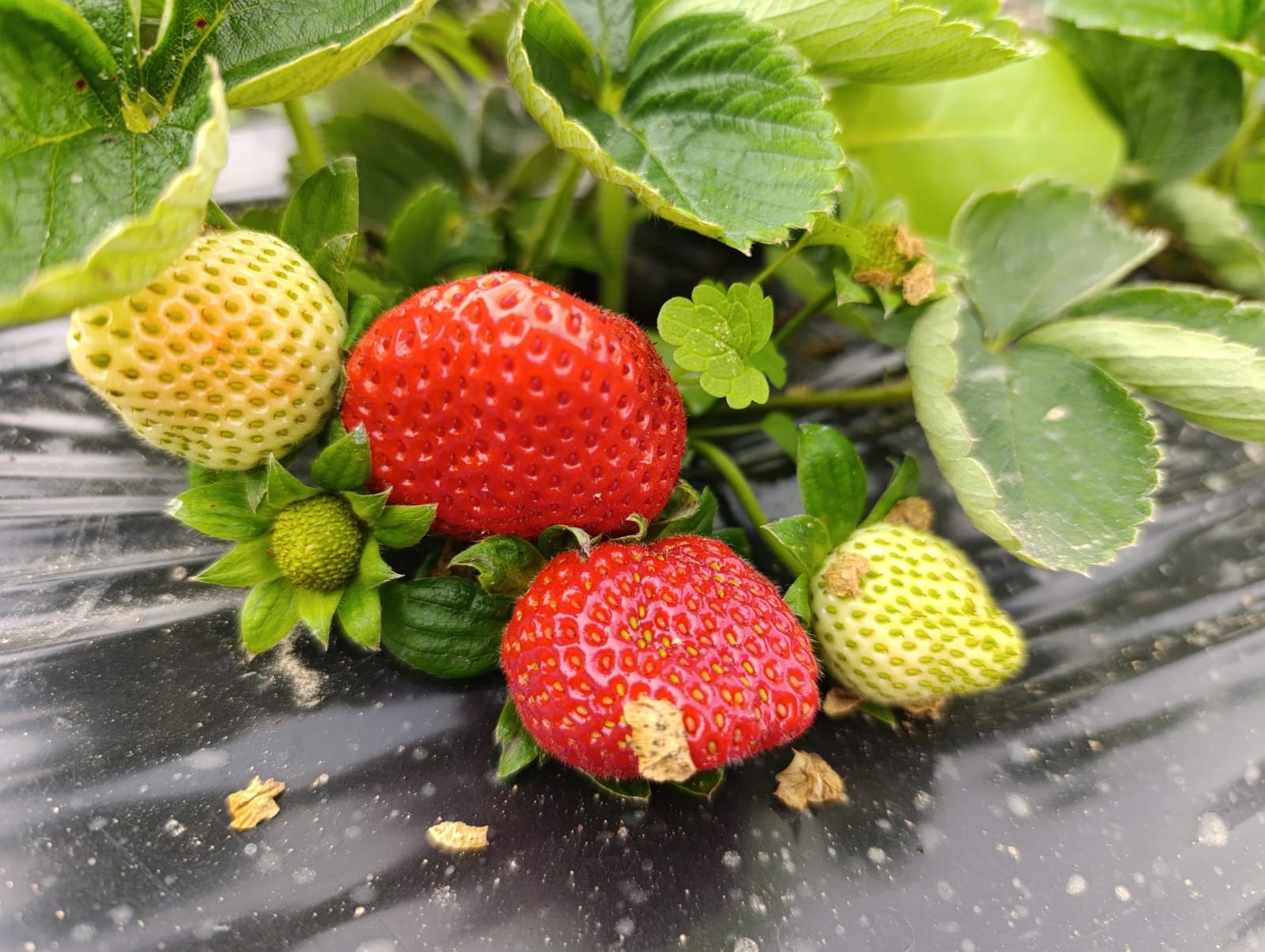 Manisa'nın Köprübaşı Ilçesinde Dört Mevsim Devam Eden Çilek Üretimi, Aralık Ayında Da Yoğun Talep Görüyor. (5)
