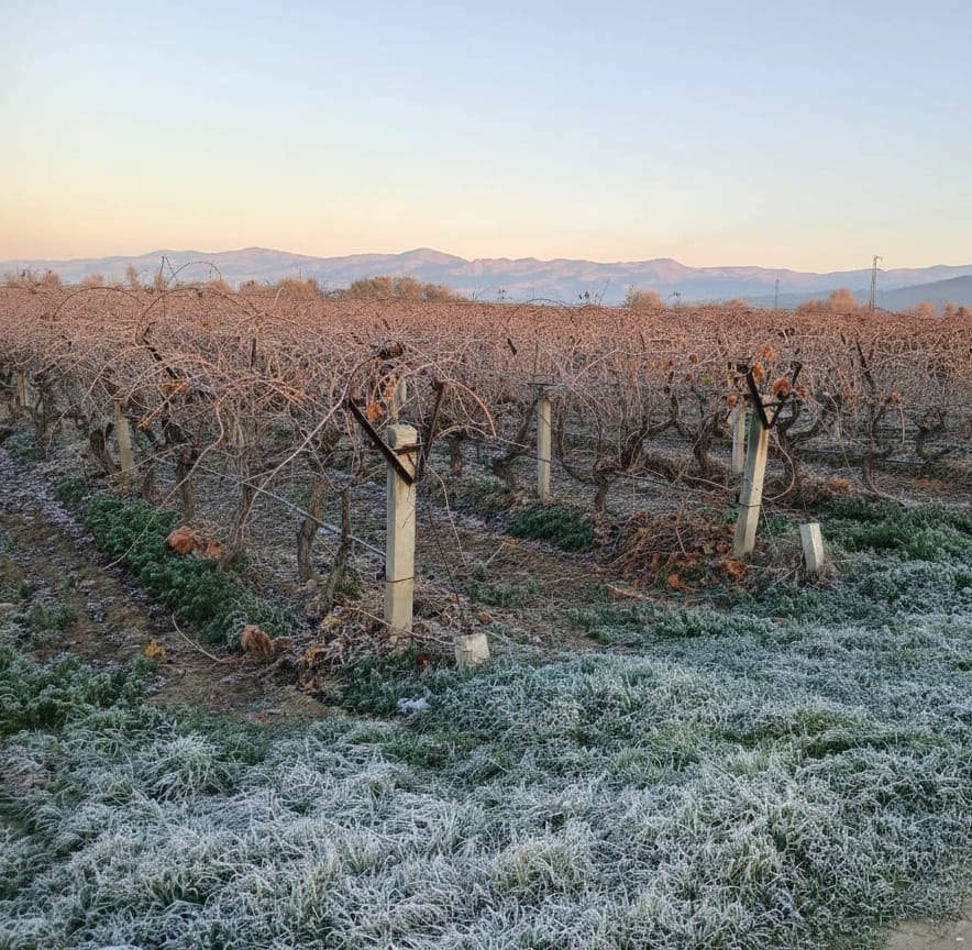 Sarıgöl'de budak ekipleri soğuk havaya rağmen sahada