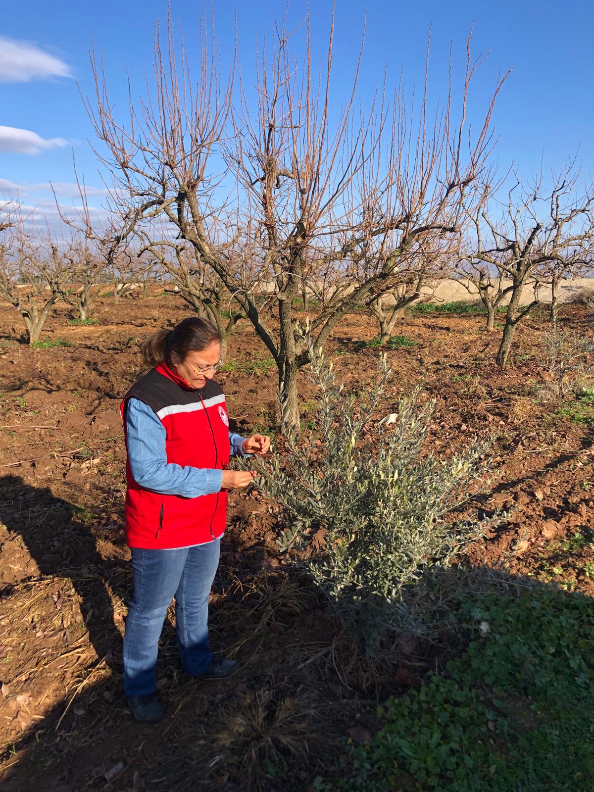 Alaşehir'de tarım sahalarında çalışmalar sürüyor-.1