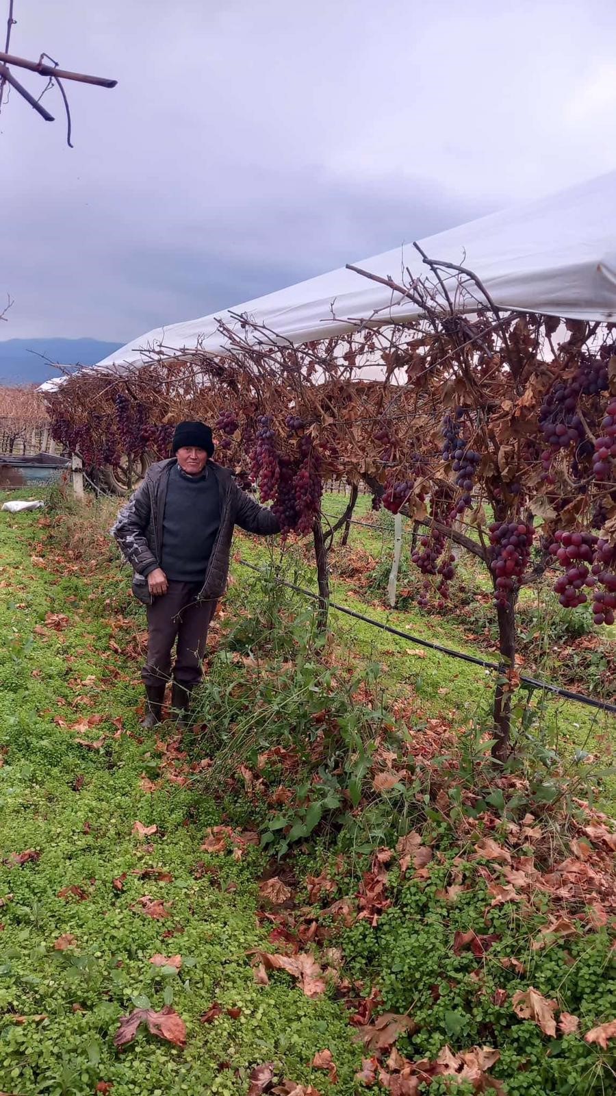 Sarıgöl yeni yıl hediyesi üzüm -.2.1