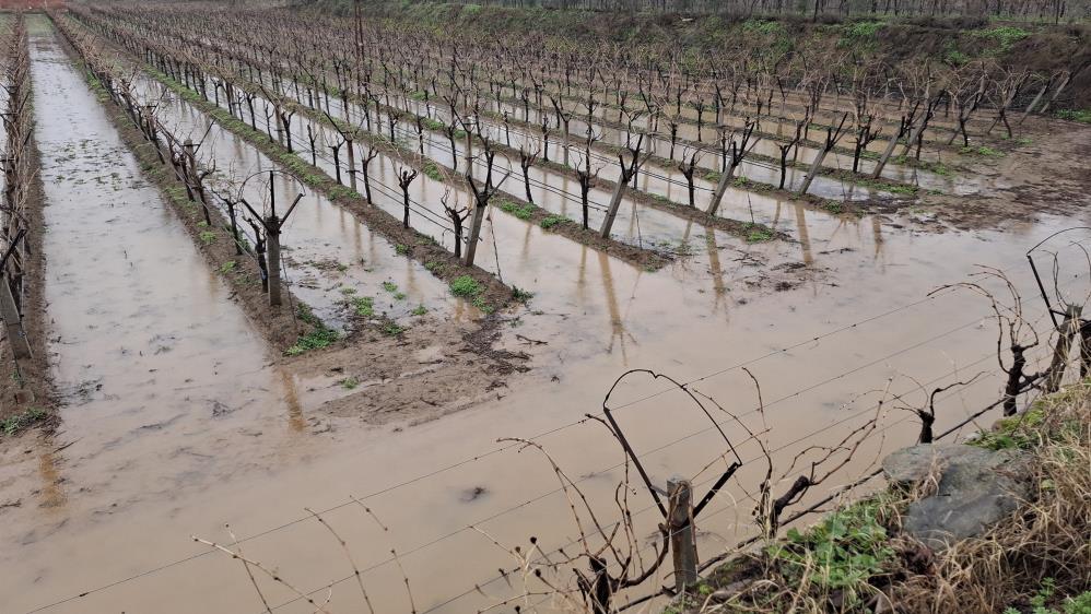 Sarıgöl'de Etkili Olan Yağış Bağcıların Yüzünü Güldürdü