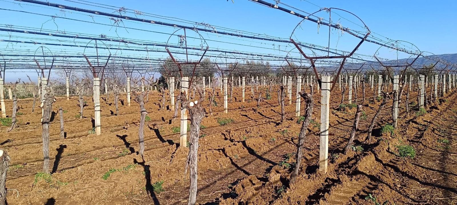 Sarıgöl'de bağcılar yenilik arıyor-.2.1