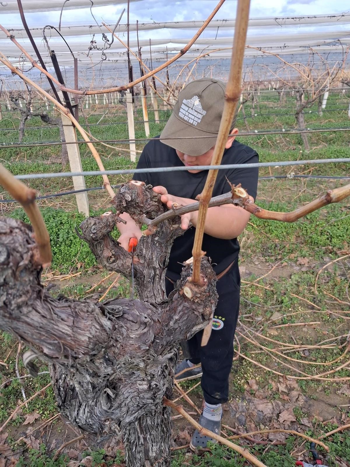 Sarıgöl'de yağmur bitti, bağlarda tempo arttı-1.