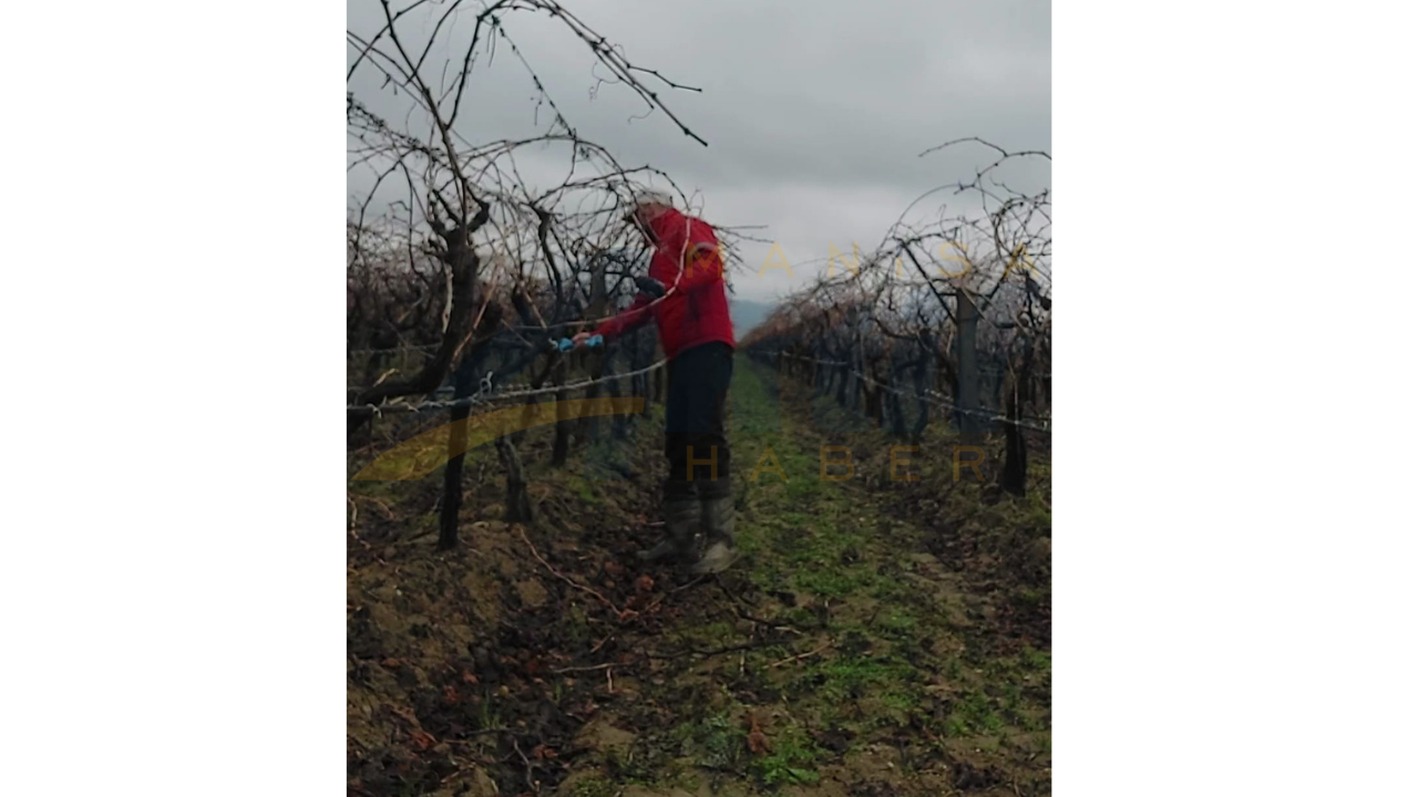 Sarigöllü Bağcilar Zorlu Hava Koşullarina Rağmen İş Başinda (2)