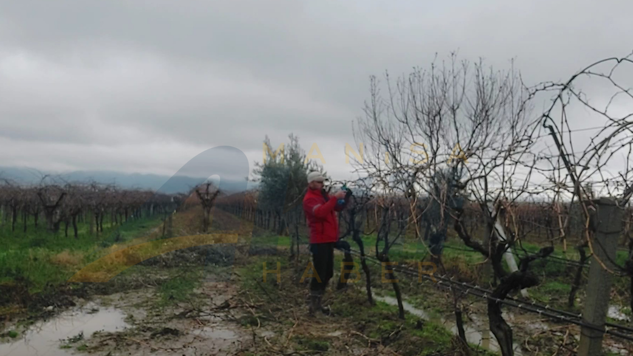 Sarigöllü Bağcilar Zorlu Hava Koşullarina Rağmen İş Başinda (3)
