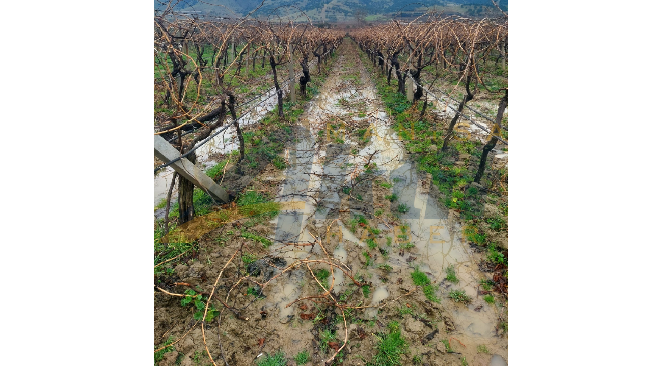 Sarigöllü Bağcilar Zorlu Hava Koşullarina Rağmen İş Başinda (4)
