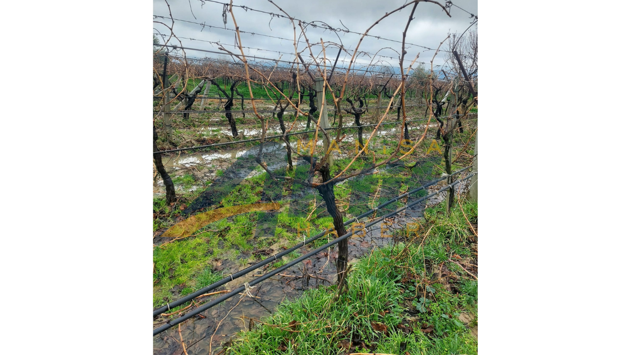 Sarigöllü Bağcilar Zorlu Hava Koşullarina Rağmen İş Başinda (6)