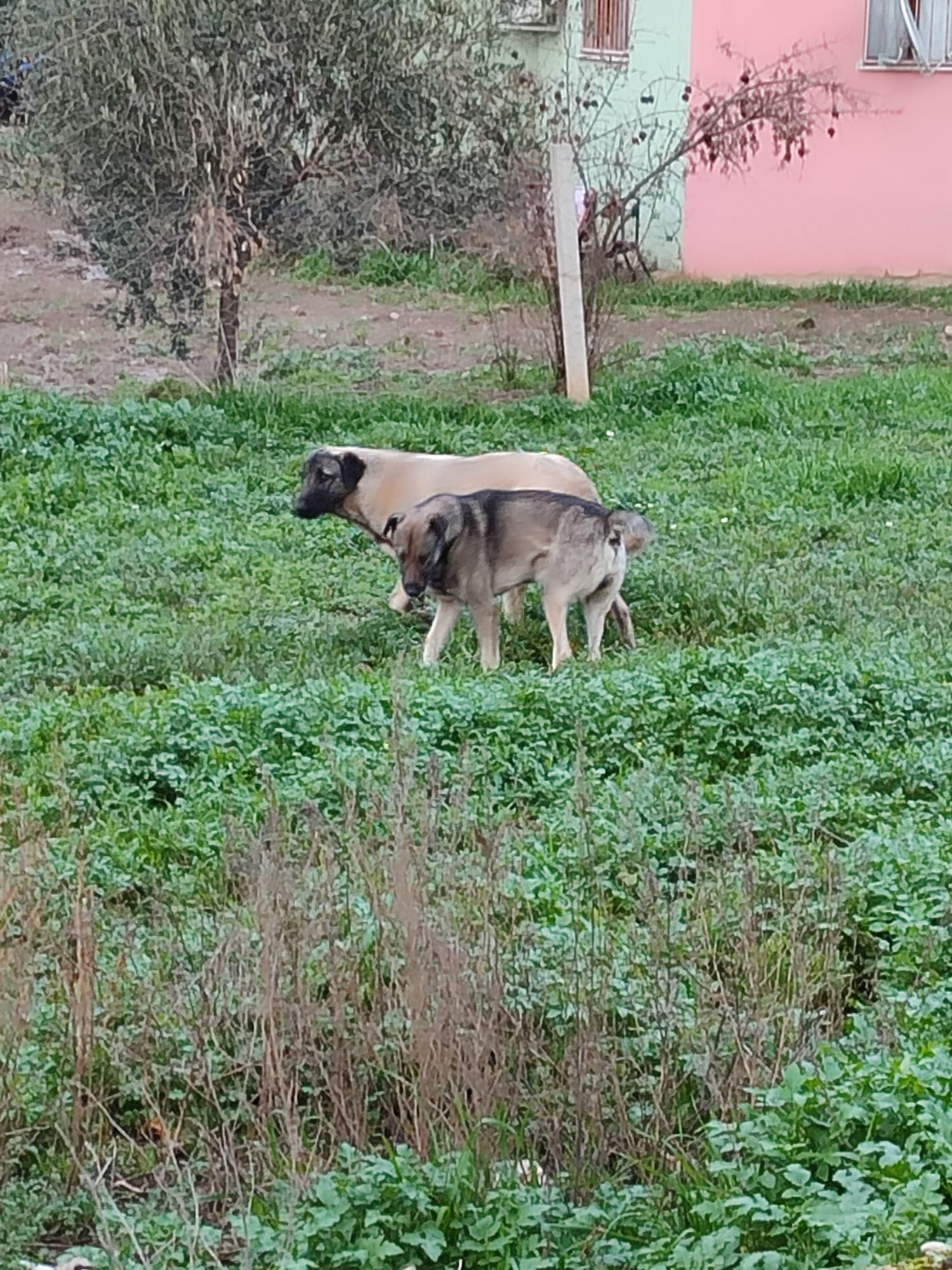 629293582 954929410194517 649422766407393049 N