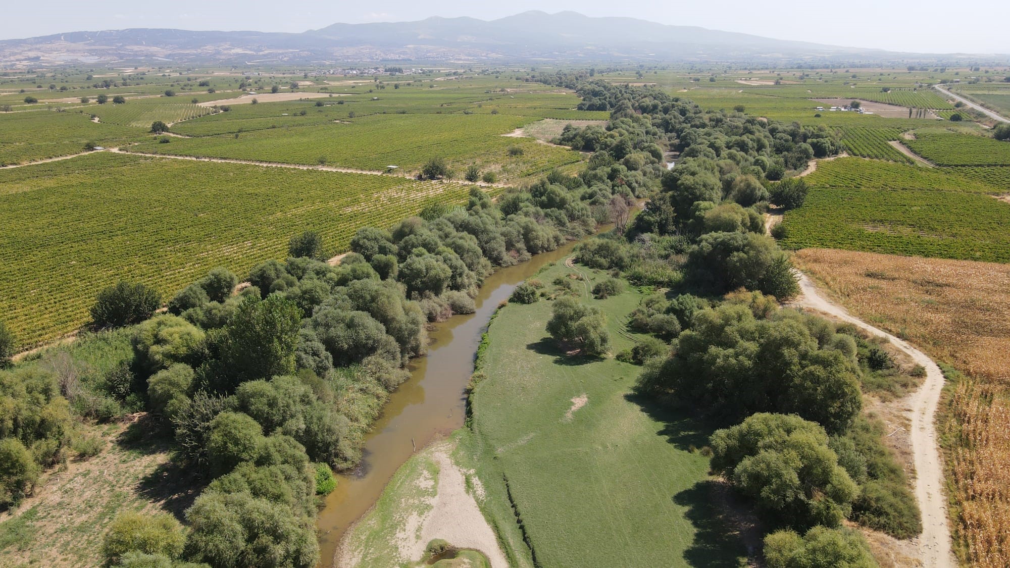 Gediz Nehri yeniden canlandı: Bağlar suya kavuştu-6.4