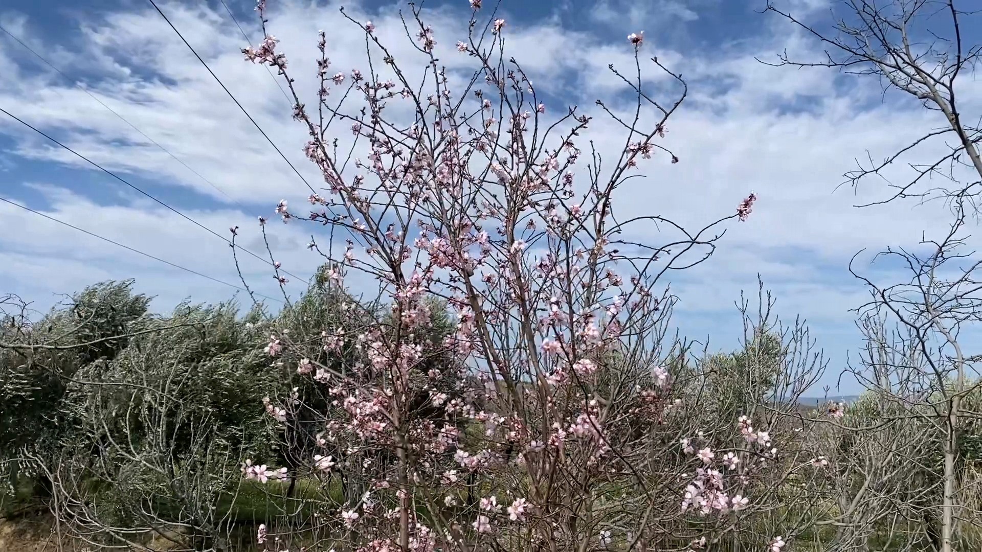 Alaşehir'de yalancı bahar endişesi-.1.