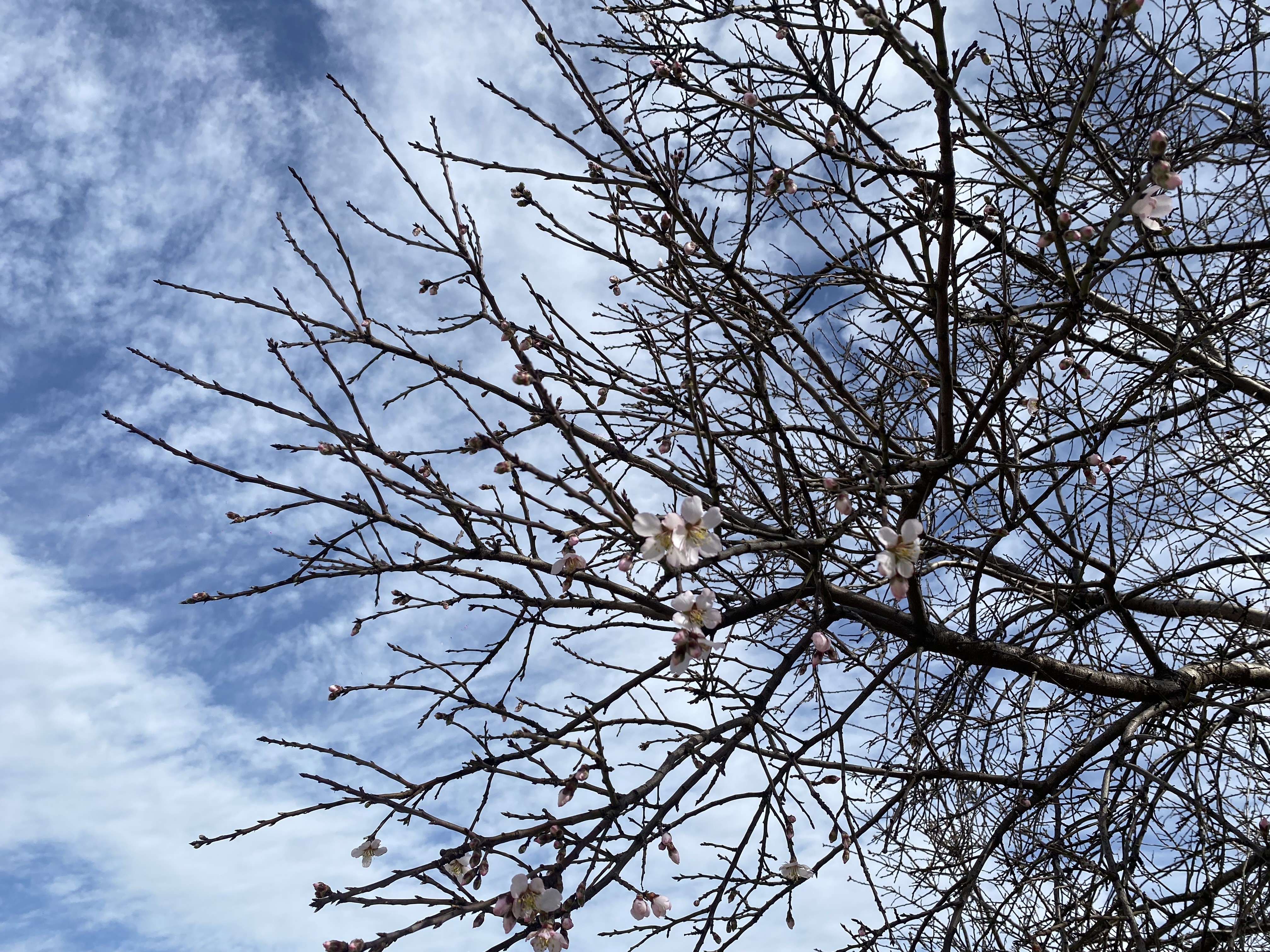 Alaşehir'de yalancı bahar endişesi-.2.2.1