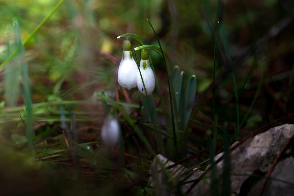 Spil Dağı'nda yeni bir şelale oluştu!-2