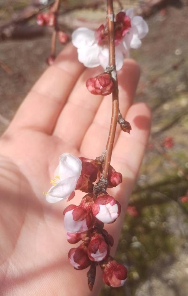 Manisa'da üreticilere kritik uyarı: Bu hastalığa dikkat!