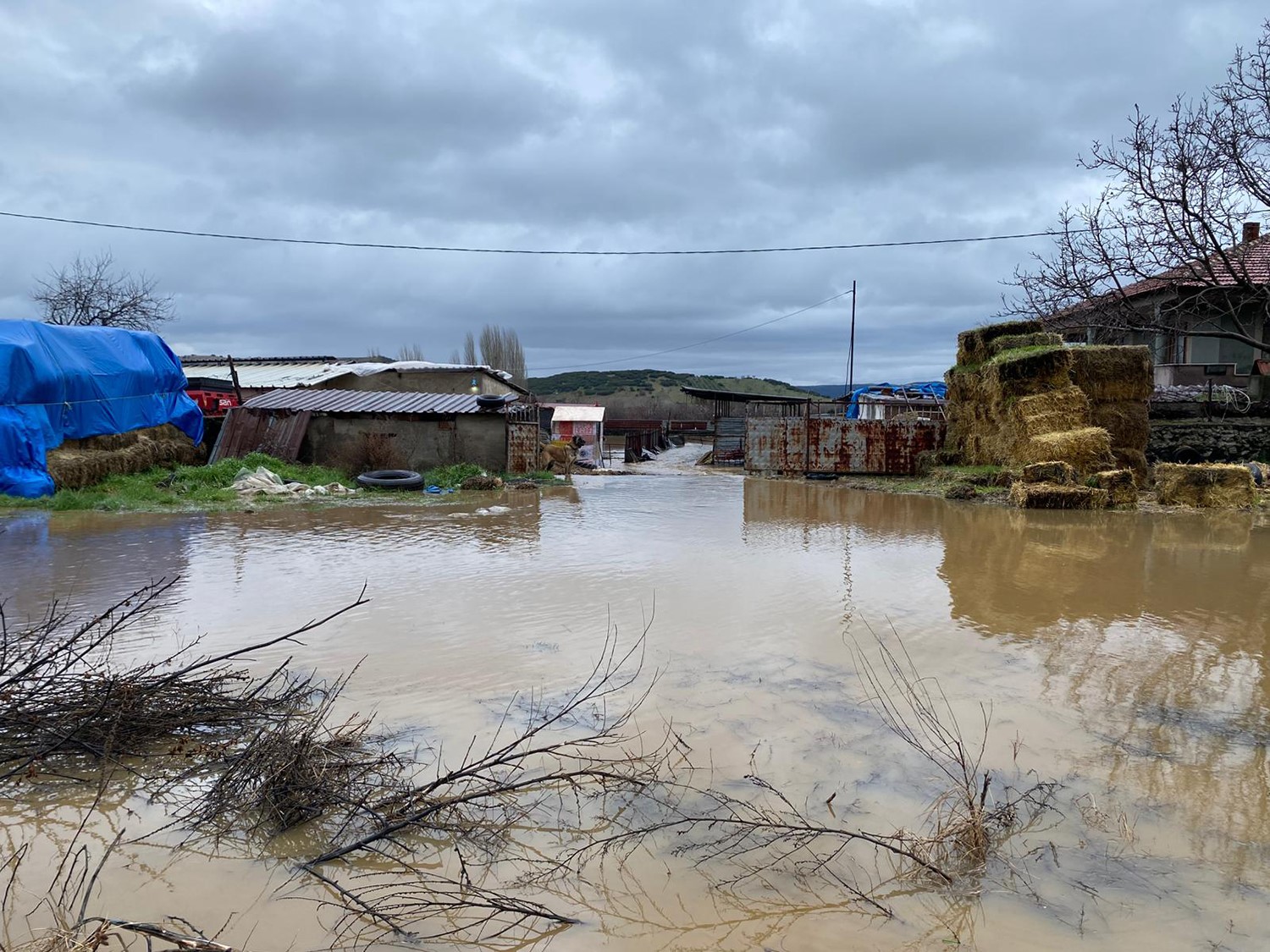 Hem Vatandaşlar Hem De Hayvanlar Zor Anlar Yaşadı. (1)
