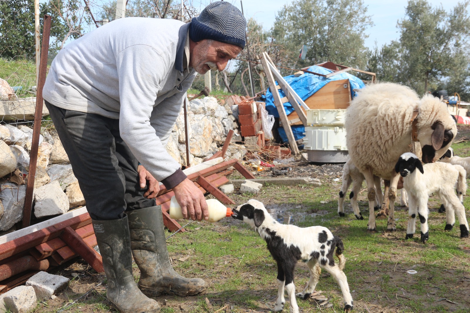 Manisa'da Koyun Tek Batında 5 Kuzu Doğurdu (1)